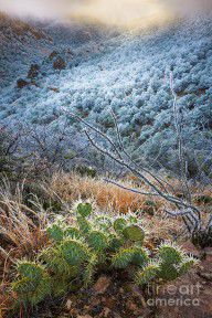 14757596_Frosty_Prickly_Pear