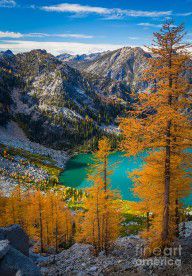 16199397_Larches_At_Colchuck