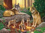 11429861_A_Family_Of_Wolves