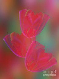 6516026_Abstract_Tulips