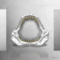 14696869_Great_White_Shark_-_Silver_Jaws_With_Gold_Teeth_On_White_Canvas