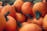 12962838_Pumpkin_Harvest