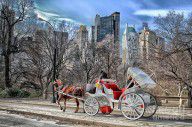 14078066_Central_Park_Horse_And_Carriage