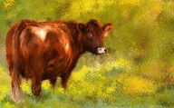 10684068_Red_Devon_Cattle_On_Green_Pasture