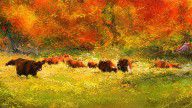 13118738_Red_Devon_Cattle_In_Autumn_-cattle_Grazing