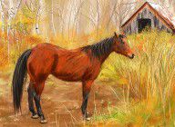 13314543_Yuma-_Stunning_Horse_In_Autumn