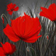 14372835_Blood-red_Poppies_-_Red_And_Gray_Art