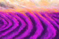 14415799_Lavender_Delight_-_Lavender_Field_Impressionist