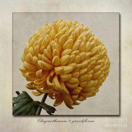 10860573_Chrysanthemum_Grandiflorum_Yellow