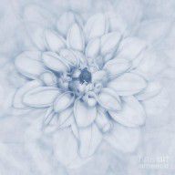 11671789_Floral_Layers_Cyanotype