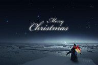 13495653_Christmas_Card_-_Penguin_Black