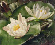 14950924_Water_Lilies