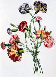 11347919_Bouquet_Of_Carnations