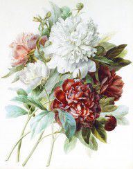11325329_A_Bouquet_Of_Red_Pink_And_White_Peonies