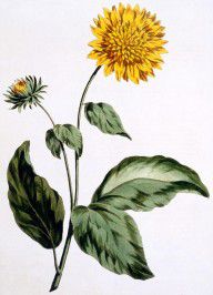 11261293_Sunflower
