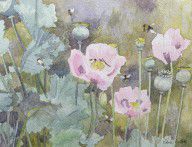 11260449_Pink_Poppies_With_Bees