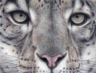 3243875_Watching_You...snow_Leopard