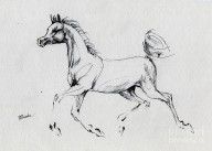 2824856_Arabian_Foal_Sketch