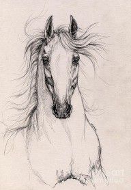 2824072_Andalusian_Horse_Drawing_4