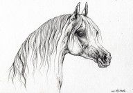 2577989_Arabian_Horse_Drawing_47
