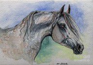 2414578_The_Grey_Arabian_Horse_14