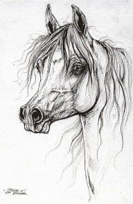 2577580_Arabian_Horse_Drawing_46