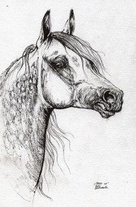 2576887_Grafik_Polish_Arabian_Horse_Ink_Drawing_1