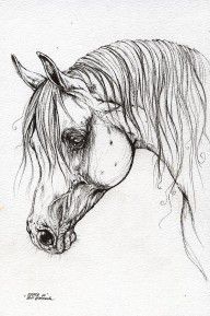 2573520_Grey_Arabian_Horse_Drawing
