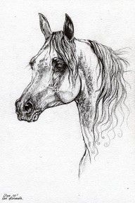 2550603_Piaff_Polish_Arabian_Horse_Drawing_1