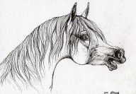 2537021_Neighing_Arabian_Horse