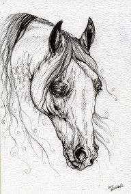2532985_Arabian_Horse_Drawing