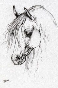 2528612_Arabian_Horse_Drawing