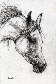 2733400_Arabian_Horse_Drawing_57