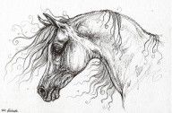 2659477_Arabian_Horse_Drawing_53