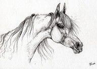 2641342_Arabian_Horse_Drawing_51