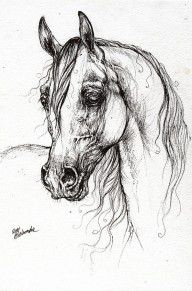2612364_Arabian_Horse_Drawing_50