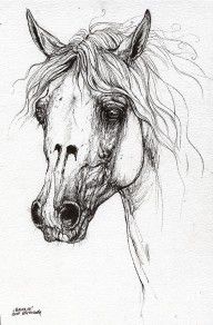 2608626_Balon_Polish_Arabian_Horse_Portrait_2