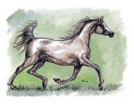 555698_The_Grey_Arabian_Horse_8