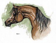 544571_The_Bay_Arabian_Horse_12