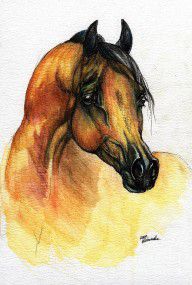 628523_The_Bay_Arabian_Horse_14