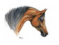 484703_Bay_Arabian_Horse_Watercolor_Painting