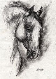 1459941_Arabian_Horse_Drawing_12