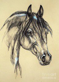 2272408_Arabian_Horse_Sketch