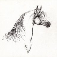 2268683_Arabian_Horse_Drawing_10
