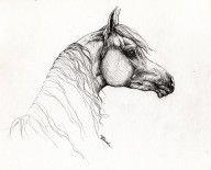 2268603_Arabian_Horse_Drawing_11