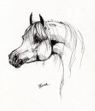 2268488_Arabian_Horse_Drawing_6