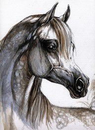 484991_Arabian_Horse