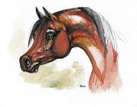 485923_The_Bay_Arabian_Horse_15