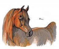 486025_The_Chestnut_Arabian_Horse_2a