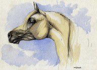 484726_The_Grey_Arabian_Horse_12